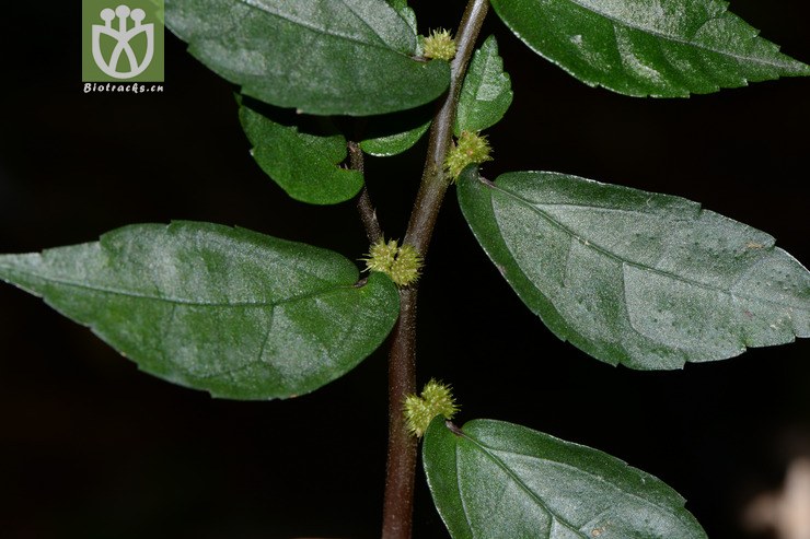 pellionia radicans赤车【hg】2015-05-12xx-zj (4).