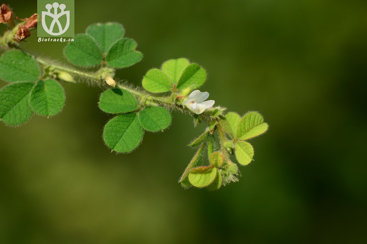 lespedeza pilosa铁马鞭【zg】2014-09-27xx-zj (3).