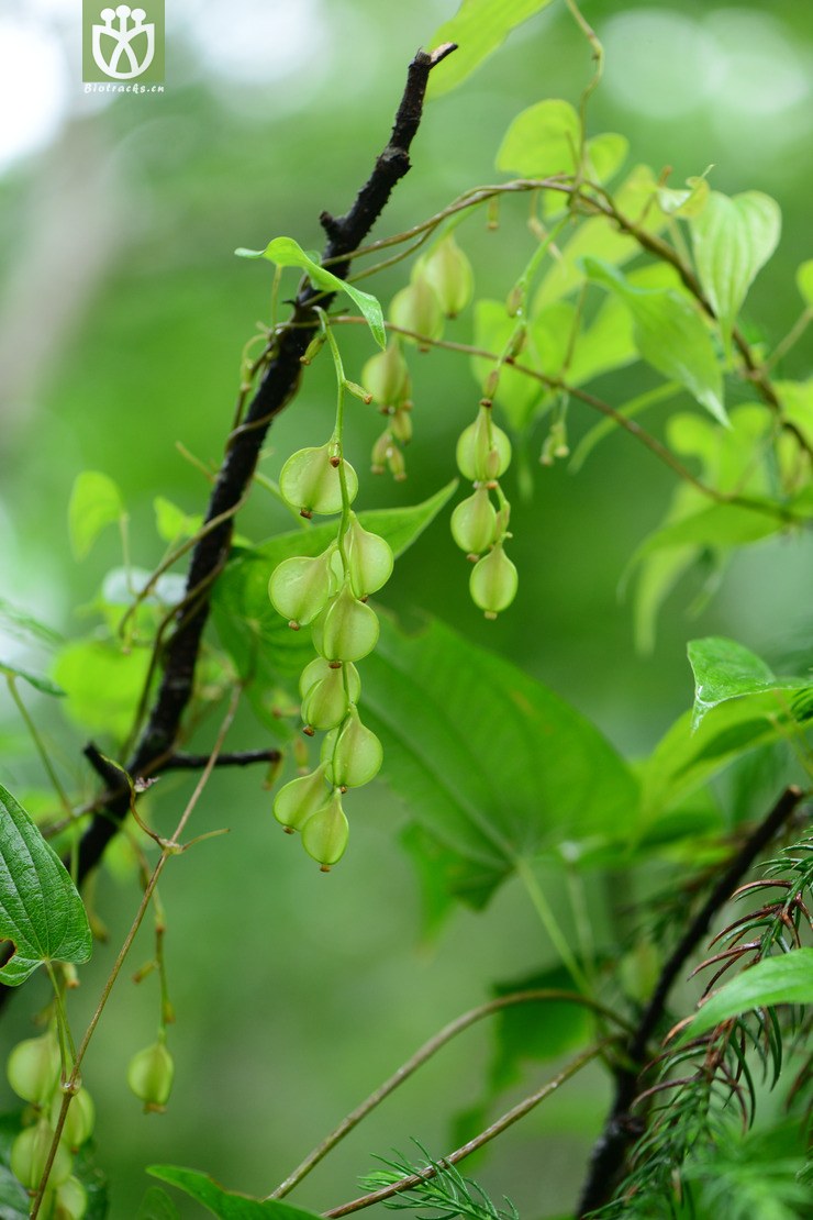 japonica日本薯蓣【♀】2015-07-24xx-zj (6).