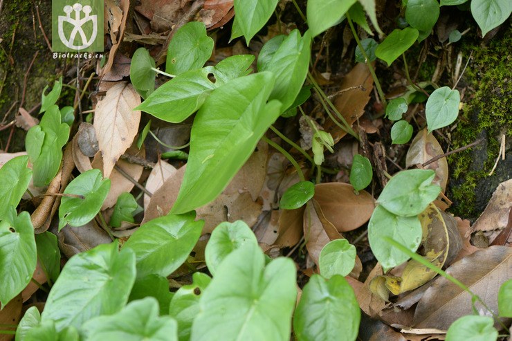 图片信息-kingdonia-植物云数据