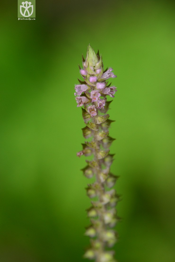purpurascens野生紫苏【g】   相邻时间拍摄的照片    31张