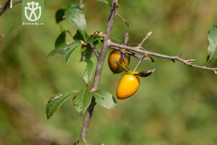 diospyros rhombifolia老鸦柿【h】2014-09-27xx-zj (1).