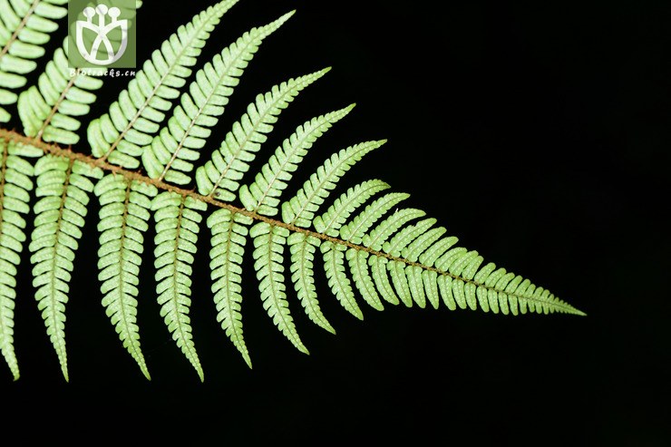 dryopteris championii阔鳞鳞毛蕨【可以处理】2015-06-06xx-zj (7).