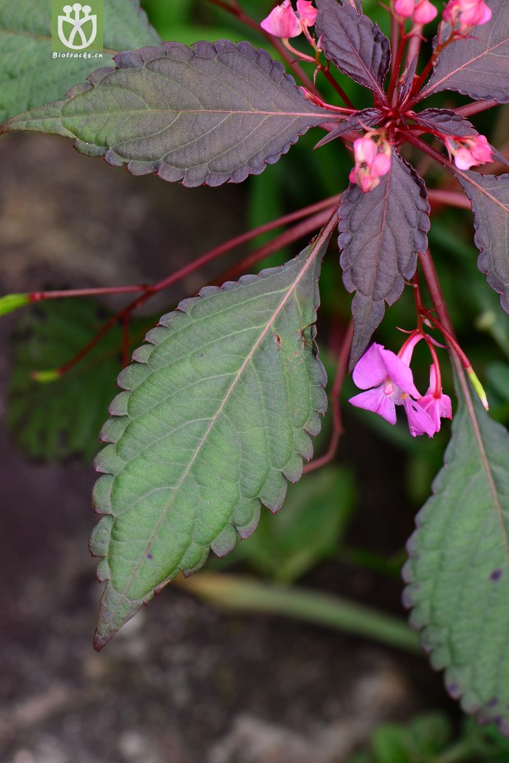 impatiens chekiangensis浙江凤仙花【可以处理】2014-08-30xx-zj (22