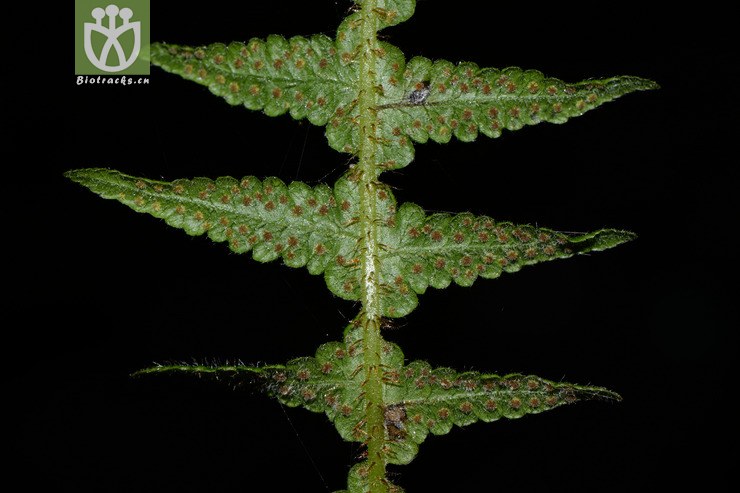 phegopteris decursive-pinnata延羽卵果蕨【可以处理】2015-07-25xx