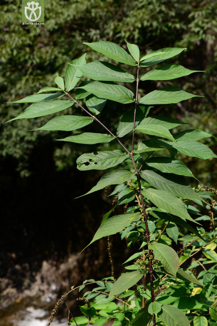 subglabra秃红紫珠【hgy】2014-09-07xx-zj (2 相邻时间拍摄的照片