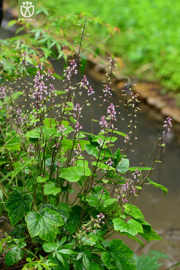 tiarella polyphylla黄水枝【可以处理】2015-05-16xx-zj (9).