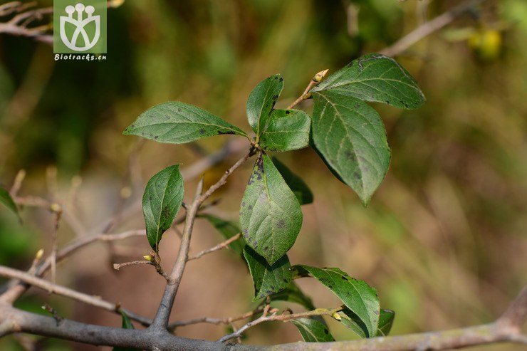 diospyros rhombifolia老鸦柿【h】2014