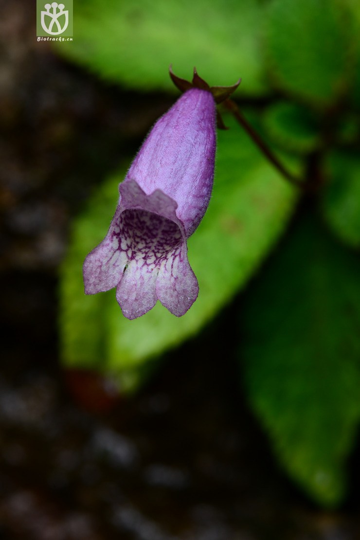 briggsia chienii浙皖粗筒苣苔【可以处理】b2014-09-07xx-zj (0).