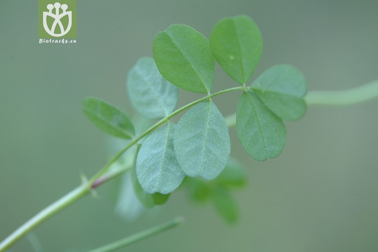 astragalus sinicus紫云英【g】2015-05-12xx-zj (1).