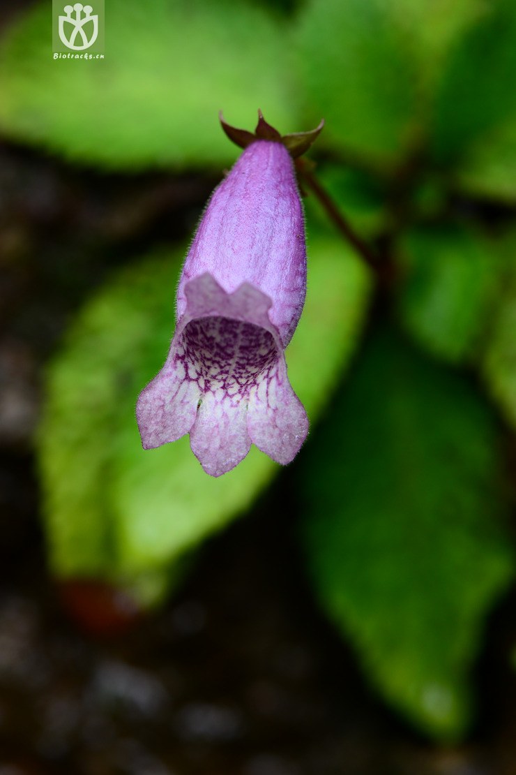 briggsia chienii浙皖粗筒苣苔【可以处理】b2014-09-07xx-zj (2).