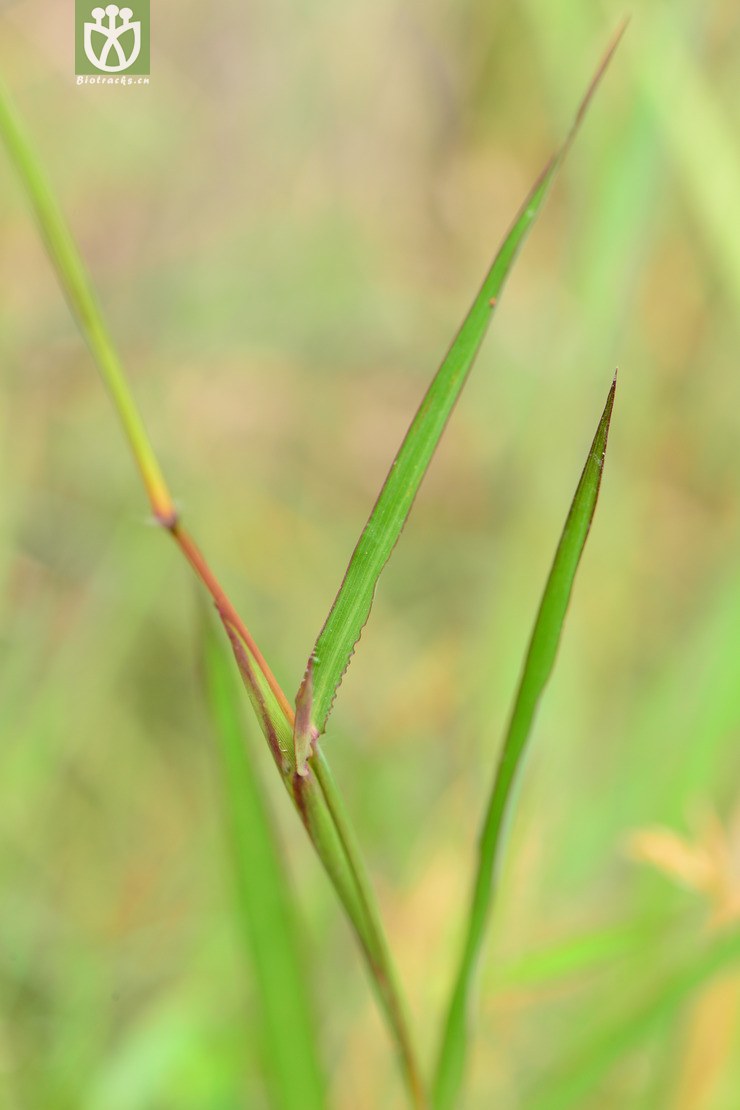 aristatum有芒鸭嘴草【foc】【 相邻时间拍摄的照片      张