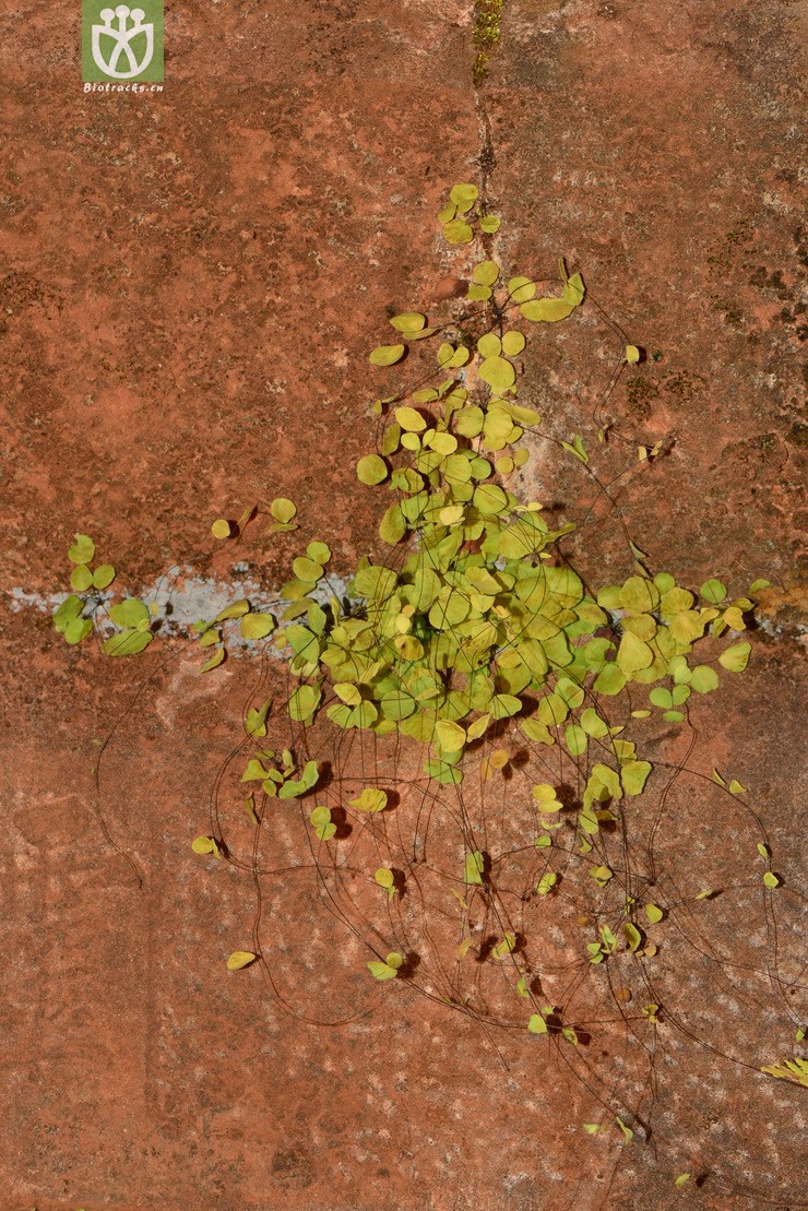 adiantum capillus-junonis团羽铁线蕨【可以处理】2013-09-19xx-yn