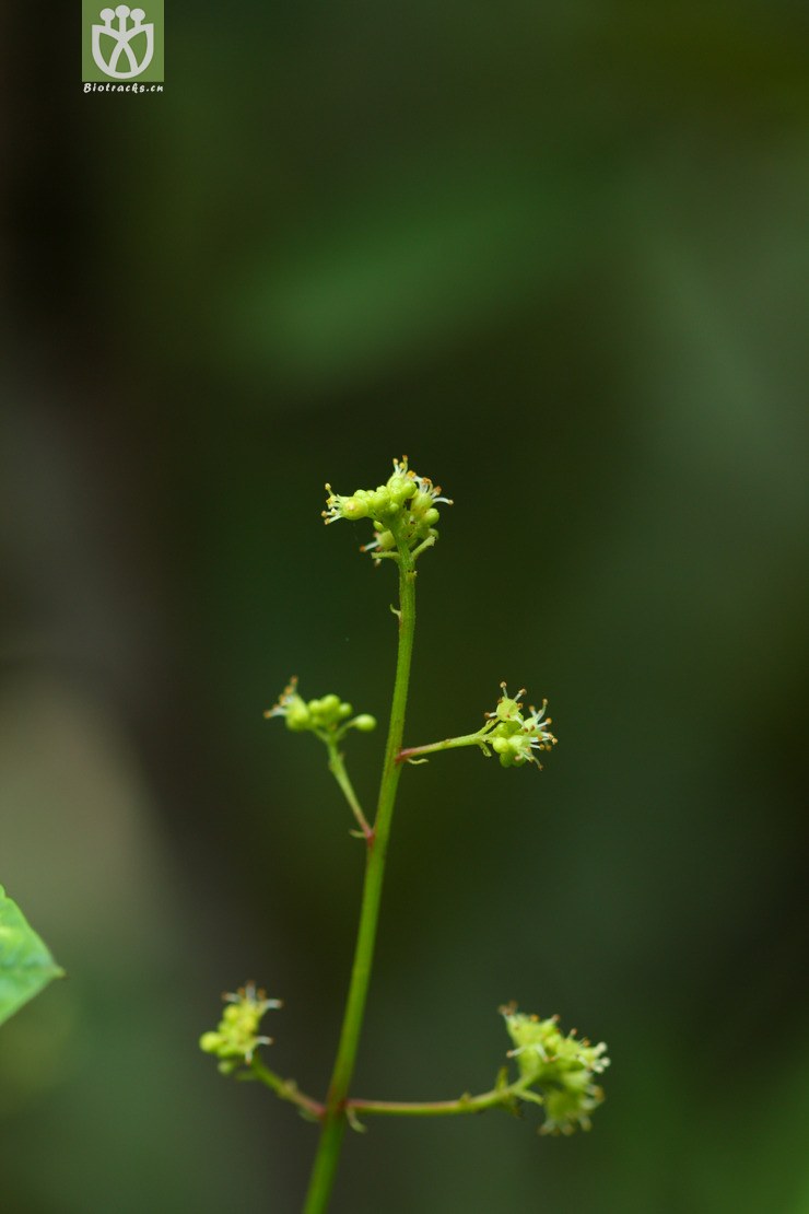 dobinea delavayi羊角天麻2010-08-07xx-yn (3).