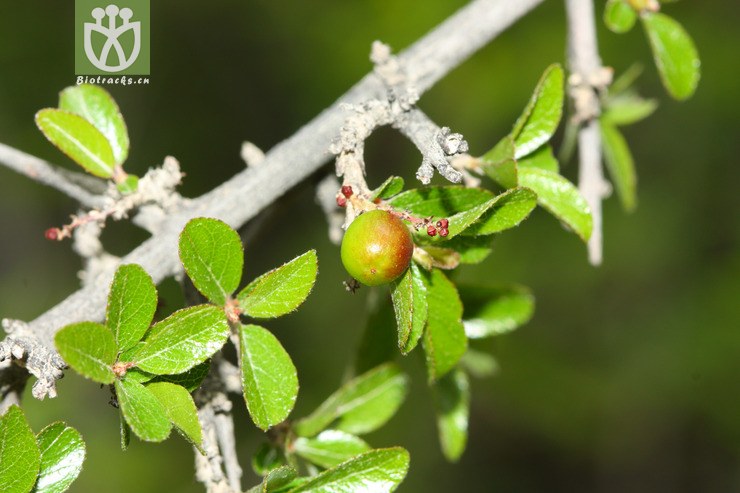 sageretia horrida凹叶雀梅藤【可以处理】2012-07-06xx-yn (1).