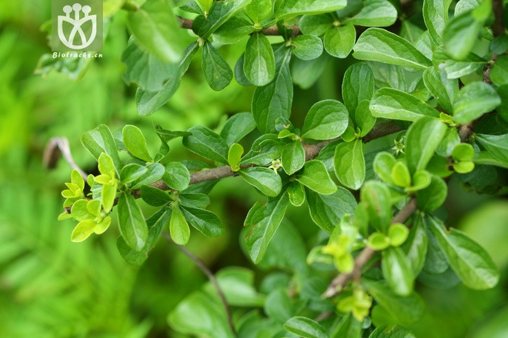 图片信息-kingdonia-植物云数据