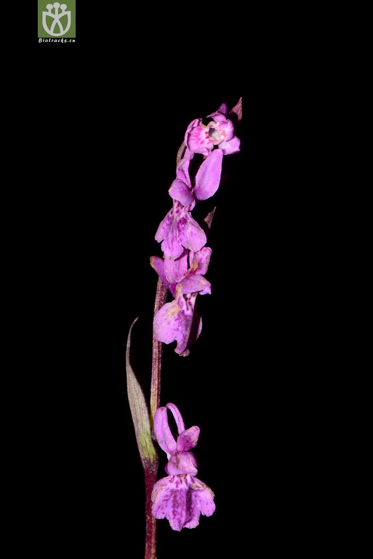 orchis chusua广布红门兰【可以处理】2013-07-14xx-yn (27).