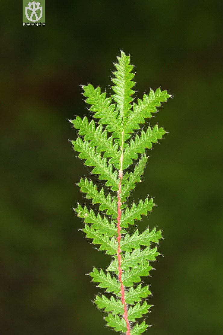 图片信息-kingdonia-植物云数据