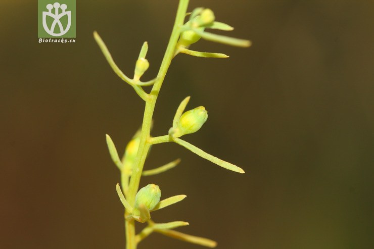 thesium longifolium长叶百蕊草【z】2012-10-27xx-yn (7).