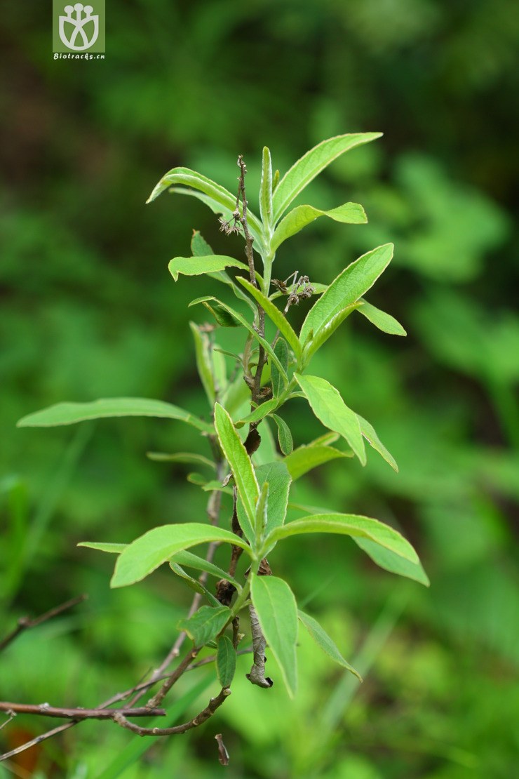 inula cappa羊耳菊2010-08-07xx-yn (0).