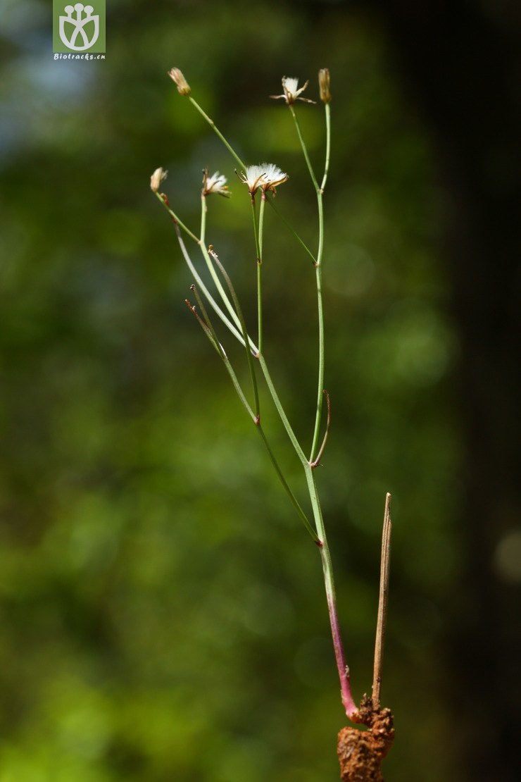 crepis lignea绿茎还阳参2012-04-15xx-yn (5).