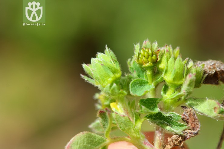 sibbaldia cuneata楔叶山莓草【g】2012-07-08xx-yn (11).