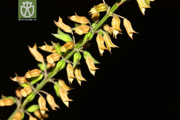 salvia tiliifolia椴叶鼠尾草【可以处理或加hy】2012-09-07xx-yn (5)