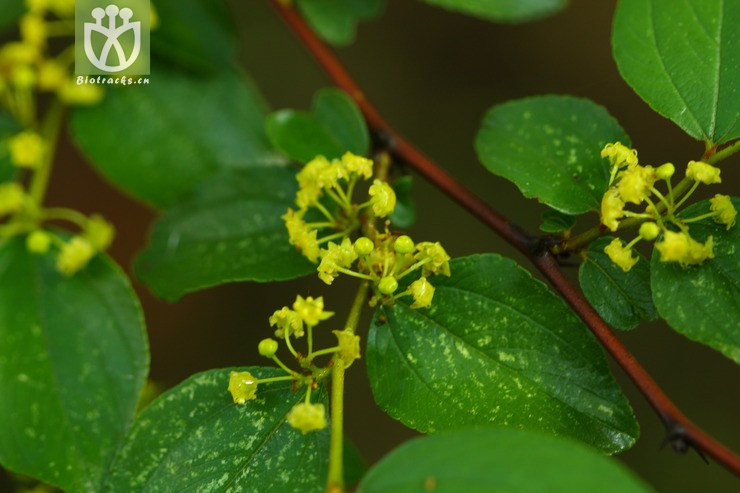 paliurus orientalis短柄铜钱树2010-08-08xx-yn (6).