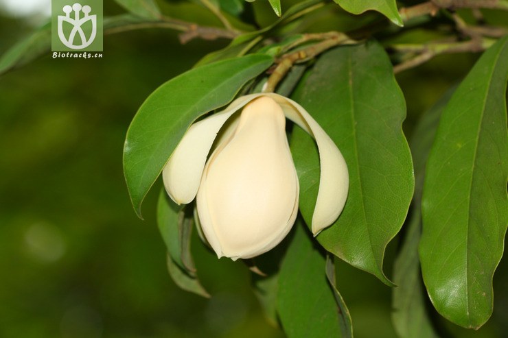 magnolia odoratissima馨香玉兰【zg】2012-09-07xx-yn (6).