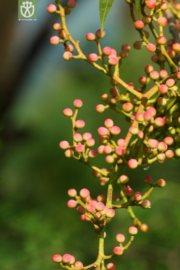 pistacia chinensis黄连木2010-08-08xx-yn (6).