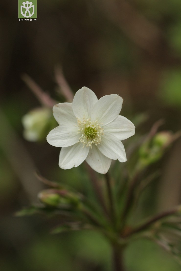 anemone rivularis草玉梅2011-04-23xx-yn (3).jpg