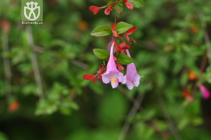 abelia parvifolia小叶六道木2010-08-05xx-yn (8).