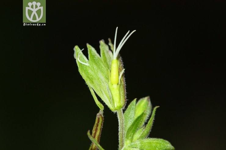 silene yunnanensis雲南蠅子草【g】2012-07-07xx-yn (12).