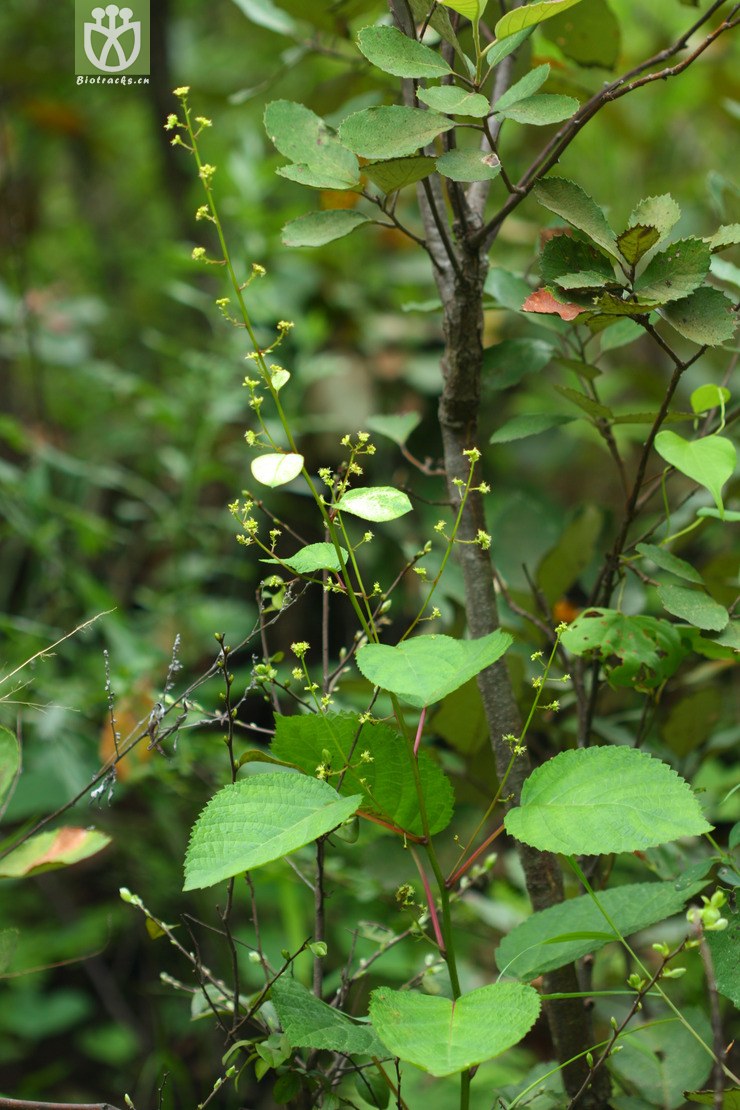 图片信息-kingdonia-植物云数据