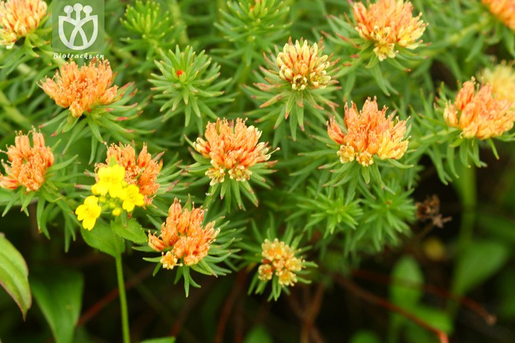 rhodiola fastigiata长鞭红景天2011-07-06xx-yn (4).