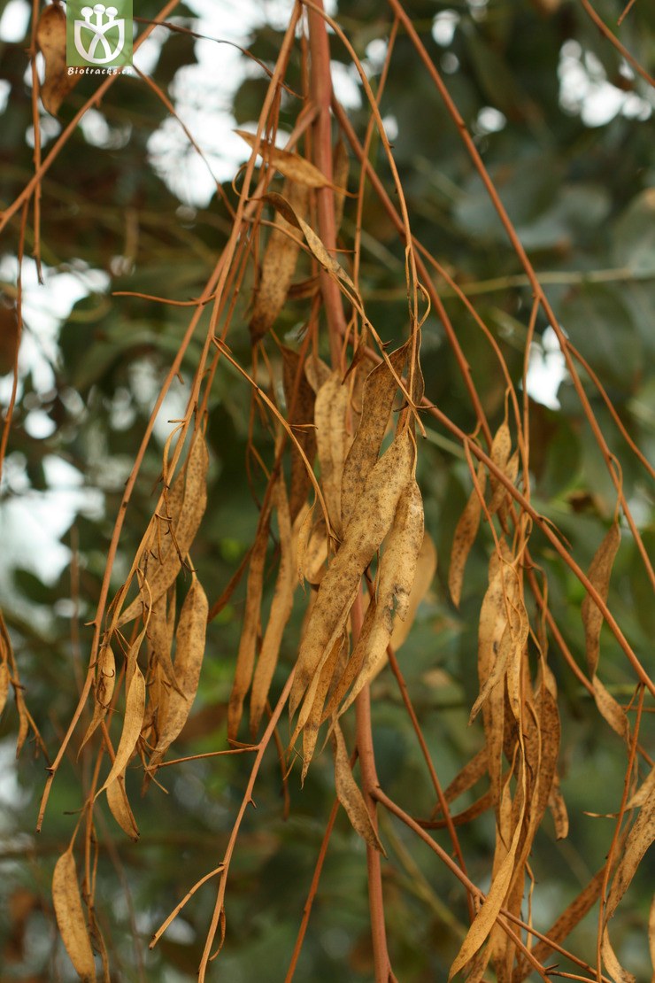 桃金娘科桉属2010-09-23xx-yn (11).