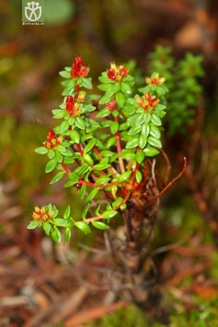 rhodiola venusta宽叶红景天【yzyzzw】【h】2012-07-13xx-yn (1).