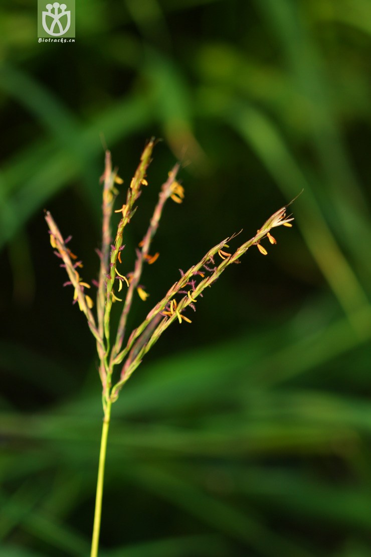 45% arthraxon lanceolatus矛叶荩草2010-07-31xx-yn (10).