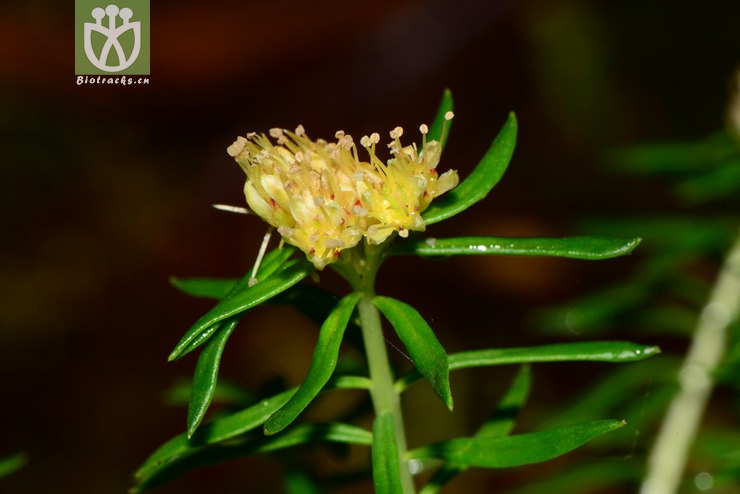 rhodiola fastigiata长鞭红景天【可以处理】2013-07-14xx-yn (6).