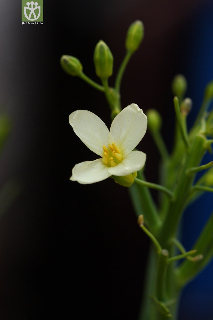 brassica alboglabra芥蓝2011-02-23xx-yn (7).