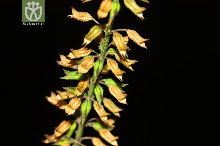 salvia tiliifolia椴叶鼠尾草【可以处理或加hy】2012-09-07xx-yn (4)
