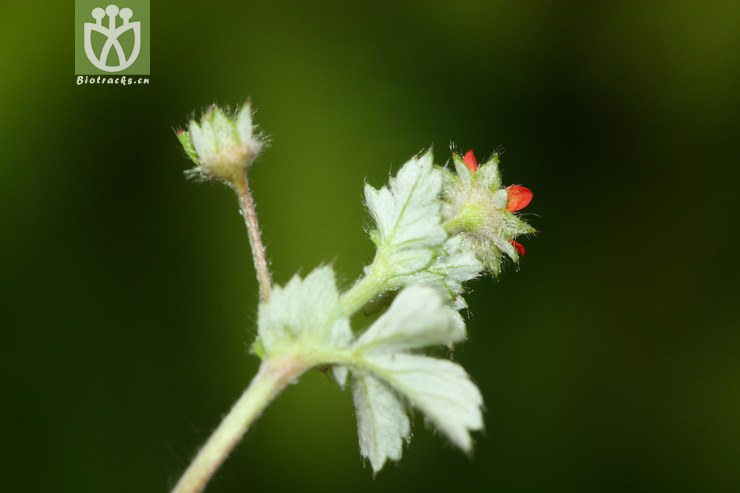 sibbaldia micropetala白叶山莓草【g】2012-07-09xx-yn (24).