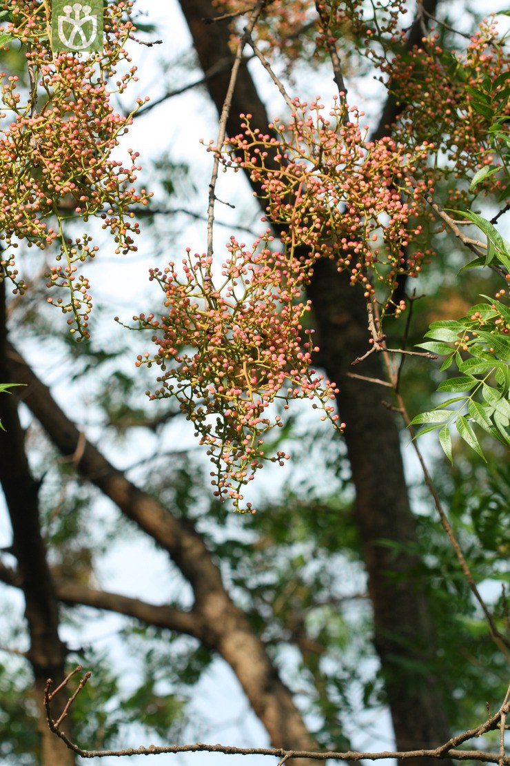 pistacia chinensis黄连木2010-08-08xx-yn (4).