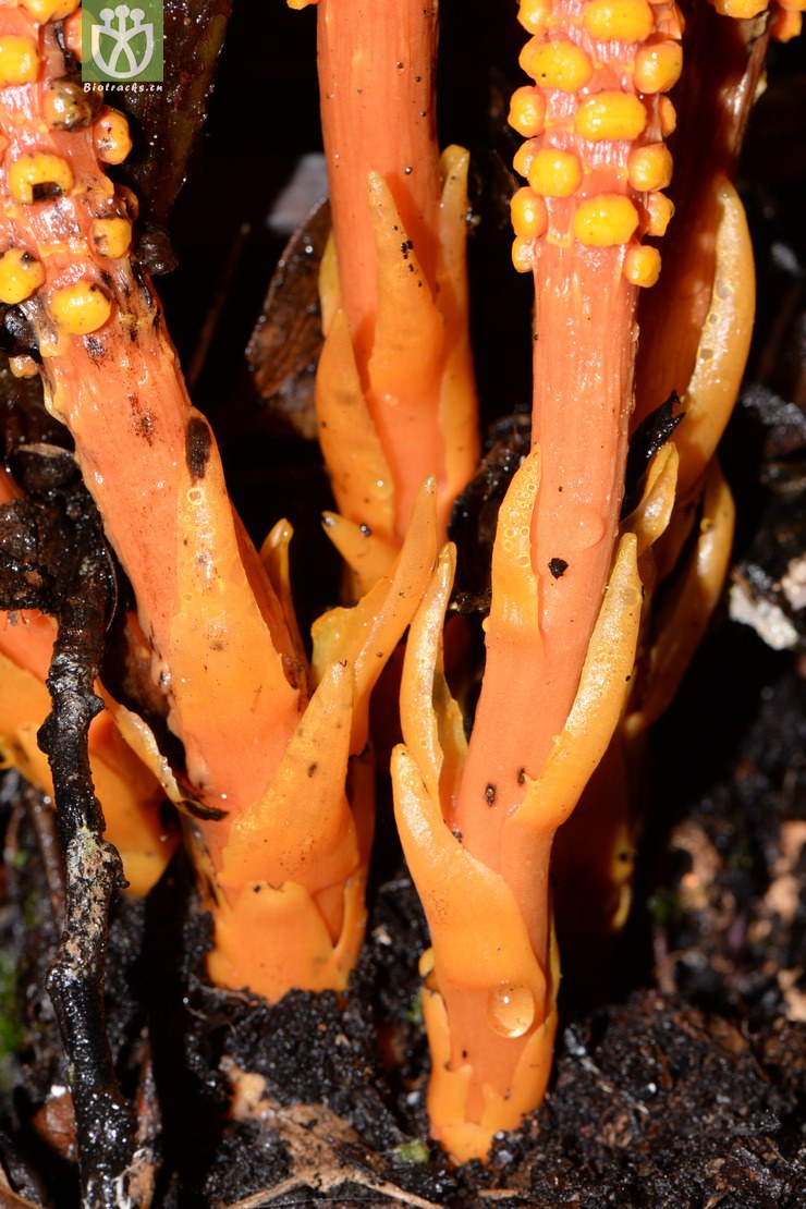 balanophora laxiflora疏花蛇菰【g】2015-08-06xx-yn (27).