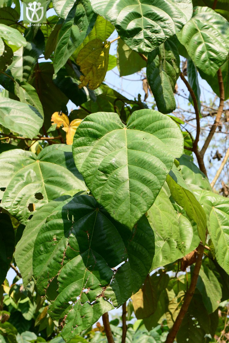 ficus auriculata大果榕【可以处理】2014-03-03xx-yn(0.