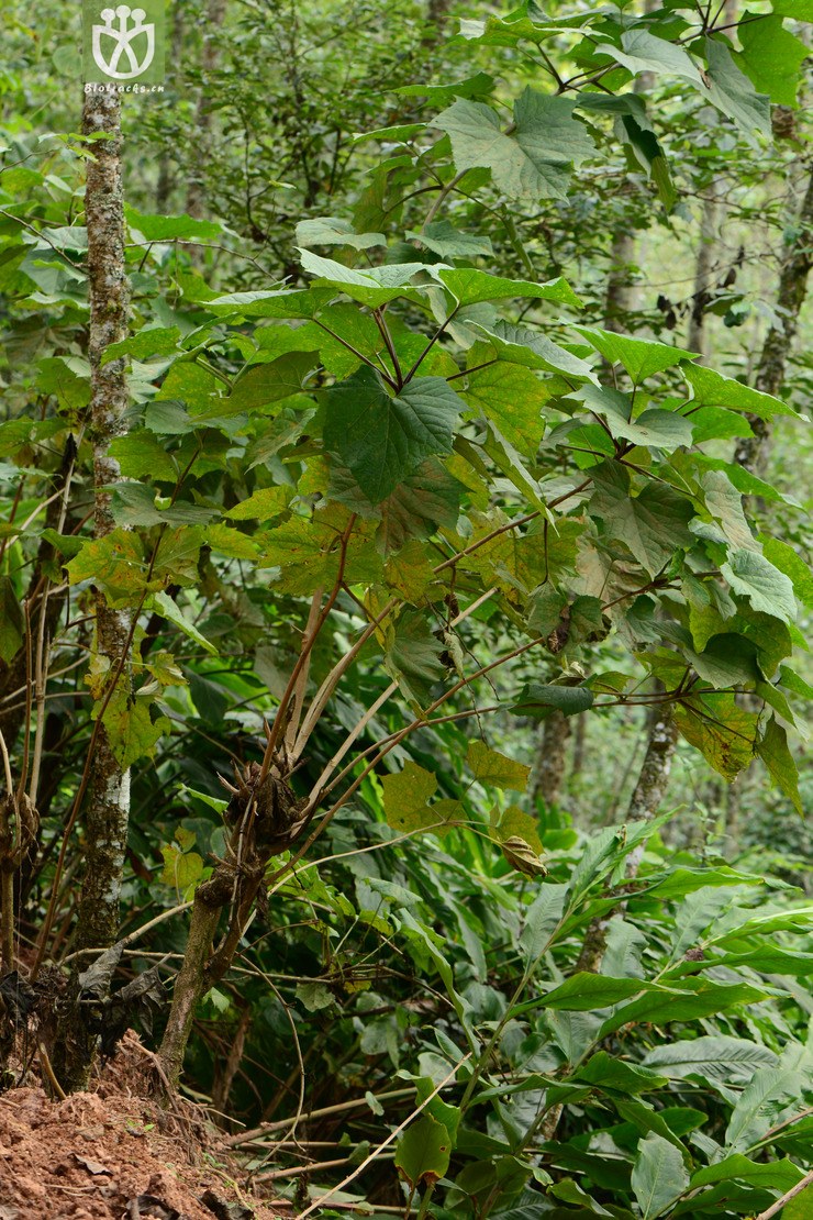 intermedia有齿鞘柄木【可以处理】2014-10-22 相邻时间拍摄的照片