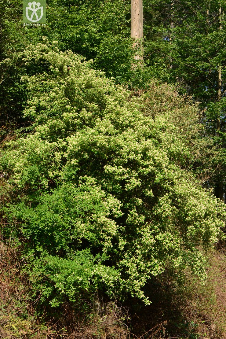 tristaniicarpa牛筋条【可以处理】a2 相邻时间拍摄的照片      张