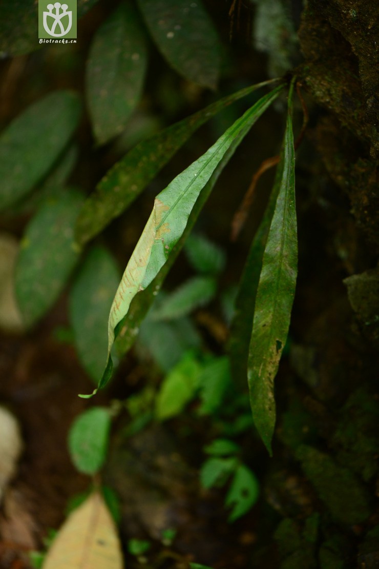 asplenium wrightii狭翅铁角蕨【zy】2014-10-24xx-yn (2).