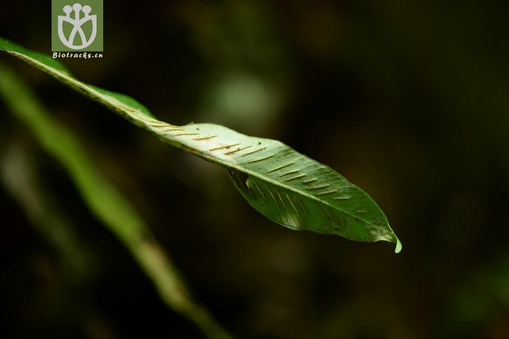 asplenium wrightii狭翅铁角蕨【zy】2014-10-24xx-yn (1).