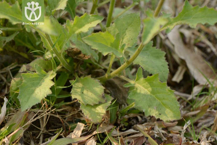 blumea laciniata六耳铃【g】a2014-03-02xx-yn (2).